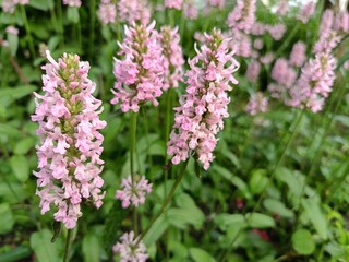 Fototapeta premium Stachys Summer Crush is a new hybrid variety with dense inflorescences of a delicate pink color, which will decorate the garden in the first half of summer.