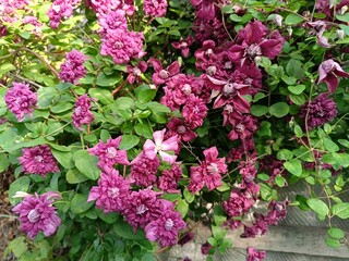 Clematis Purpurea Plena Elegans. Abundantly and long-blooming double clematis. Flowers are burgundy...