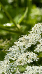 Fototapeta premium A white spider on white flowers is a manifestation of natural mimicry. Photographed in daylight with some blur. Wild flowers create a harmonious composition with a bright green background.