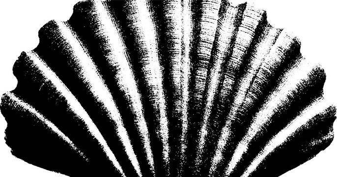 High contrast black and white scallop shell abstract for design and decoration