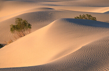 The Mesquite Sand Dunes in Death Valley National Park in California USA