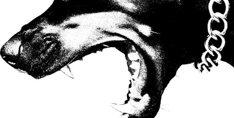 Naklejka na ściany i meble Intense snarling doberman with spiked collar and chain in high contrast black and white art