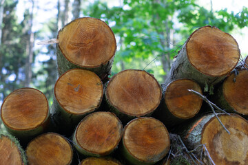 Beech (Fagus sylvatica) logs with a visible cross-section of the trunk are piled up in a forest....