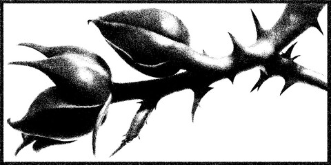 Dramatic twisted rose vine with thorns in high contrast black design