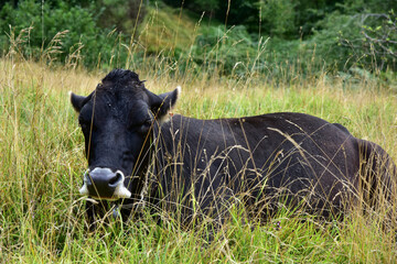 Mucca  da latte nera che riposa in un prato naturale