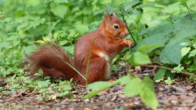 Eurasian Red Squirrel (Sciurus vulgaris) munching on a snack, its reddish coat vibrant