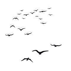Close-up of bird perching animals on white background PNG