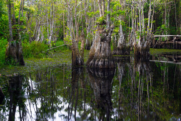 the beauty of Indonesia with mangrove forests and beaches at sunset