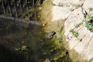 Frogs in the Stormwater drain