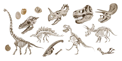Fotobehang Dinosaurussen Set of dinosaur skeletons. Eggs and prehistoric fossils. Traceratops and Theronasaurus bones. Watercolor illustration isolated from background. Hand drawn. Poster or banner.  © Alena Sid