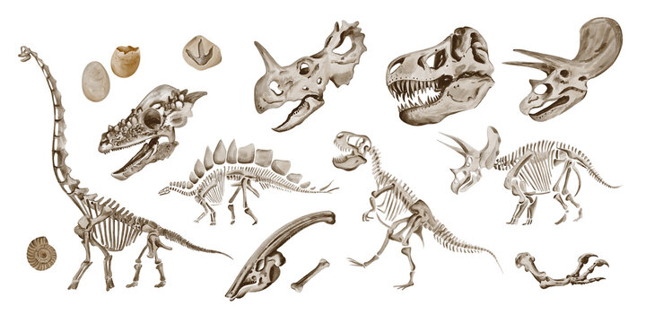 Set of dinosaur skeletons. Eggs and prehistoric fossils. Traceratops and Theronasaurus bones. Watercolor illustration isolated from background. Hand drawn. Poster or banner.
