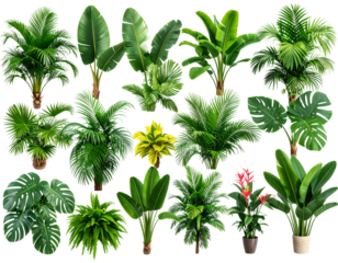 palm trees isolated on white background