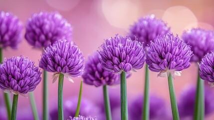 Close-Up of Vibrant Purple Chive Blossoms in Full Bloom, Capturing Floral Beauty in Garden \