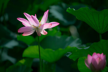 In the lotus pond with green leaves, beautiful lotus flowers are blooming in different postures.