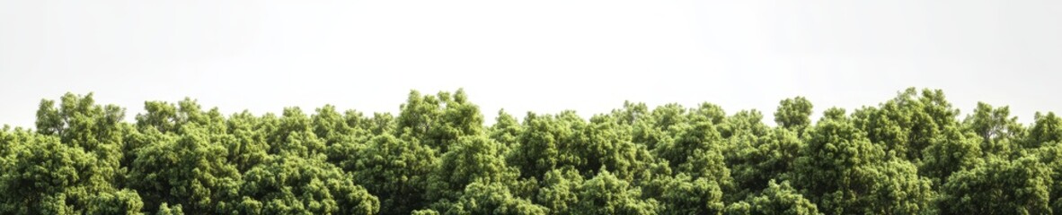 Fototapeta premium Premium cutout of mixed forest trees including birch, sycamore platanus, spruce, pine, maple, and others in frontal view with day lighting on a transparent background as an isolated png
