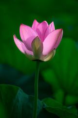 Obraz premium In the lotus pond with green leaves, beautiful lotus flowers are blooming in different postures.