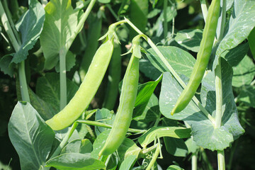 Natural peas in pod against background of green leaves in garden