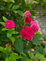 Vibrant Fuchsia Pink Roses Blooming Among Green Leaves