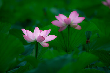 In the lotus pond with green leaves, beautiful lotus flowers are blooming in different postures.