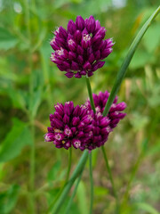 Vibrant Purple Allium Flower Heads in a Summer Garden