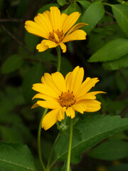 Two Vibrant Yellow Sunflower-like Blooms Against Green Foliage