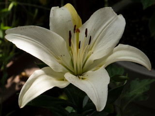 Pristine White Lily Blossom with Prominent Stamens and Pistil