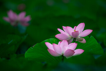 Fototapeta premium In the lotus pond with green leaves, beautiful lotus flowers are blooming in different postures.