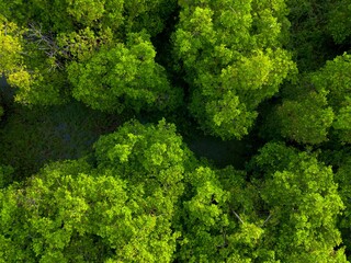 Naklejka premium the beauty of Indonesia with mangrove forests and beaches at sunset