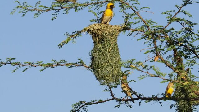 (Ploceus philippinus) Male Baya weaver Attracting female bird in Nesting Colony. King of nest construction. Baya Weaver hanging on it's new completed nest