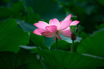 Obraz premium In the lotus pond with green leaves, beautiful lotus flowers are blooming in different postures.