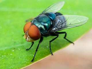Cochliomyia hominivorax, the New World screw-worm fly, or screw-worm for short, is a species of...