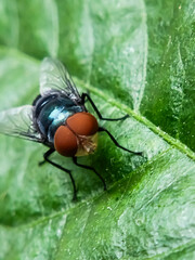 Cochliomyia hominivorax, the New World screw-worm fly, or screw-worm for short, is a species of parasitic fly that is well known for the way in which its larvae (maggots) eat the living tissue.