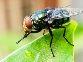 Chrysomya megacephala, or the oriental latrine fly or oriental blue fly, blowflies The Calliphoridae or blow flies, blow-flies, carrion flies, bluebottles, or greenbottles) Cochliomyia hominivorax