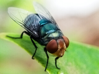 Cochliomyia hominivorax, the New World screw-worm fly, or screw-worm for short, is a species of parasitic fly that is well known for the way in which its larvae (maggots) eat the living tissue.