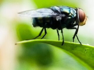 Cochliomyia hominivorax, the New World screw-worm fly, or screw-worm for short, is a species of parasitic fly that is well known for the way in which its larvae (maggots) eat the living tissue.
