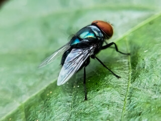 Cochliomyia hominivorax, the New World screw-worm fly, or screw-worm for short, is a species of parasitic fly that is well known for the way in which its larvae (maggots) eat the living tissue.