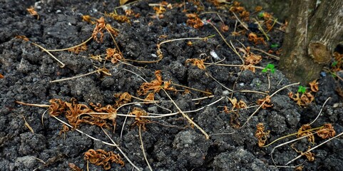 A close-up image showcasing dried leaves and twigs scattered on rich black soil near a tree trunk, representing nature's cycle and the essence of composting and organic material decomposition