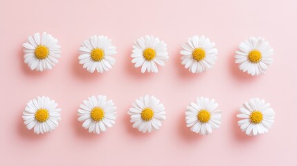 Fototapeta premium Neatly arranged daisy flowers in two horizontal rows against a soft pink background, white petals radiating from bright yellow centers, symmetrical pattern, simple and clean composition.