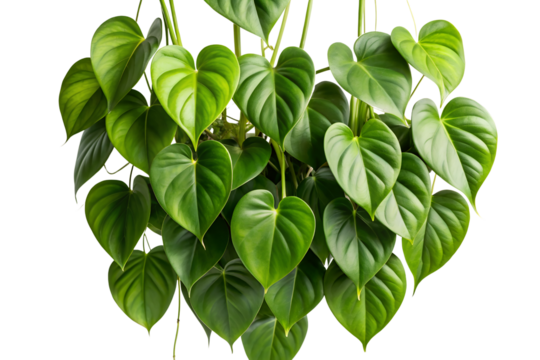 Lush green heartleaf philodendron plant with vibrant leaves on a PNG background, philodendron, heartleaf, plant, leaves, foliage, green, nature, indoor, houseplant, tropical, botanical, fresh, vibra