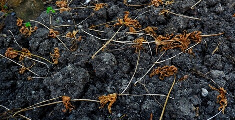 A close-up image showcasing dried leaves and twigs scattered on rich black soil near a tree trunk,...