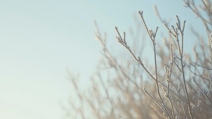 Frosted branches against a pale blue sky