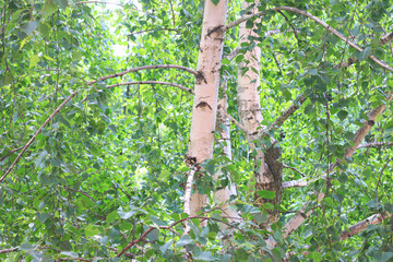 Beautiful birch trees in summer