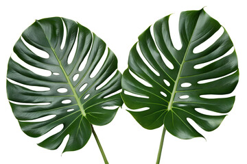Two fresh green monstera leaves with natural veins displayed against a white background, monstera, plant, leaf, leaves, green, tropical, flora, nature, botanical, foliage, isolated, white background, 