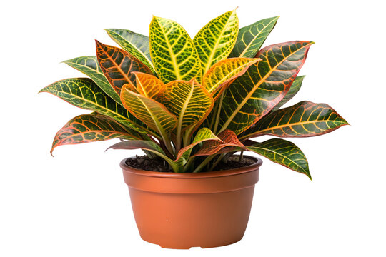 Vibrant croton plant in a terra cotta pot against a PNG background isolated, croton, plant, houseplant, leaves, foliage, colorful, orange, red, yellow, green, variegated, pattern, detail, veins, clo - Powered by Adobe