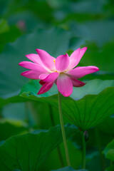 Obraz premium In the lotus pond with green leaves, beautiful lotus flowers are blooming in different postures.
