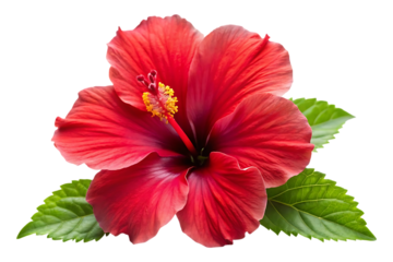 red hibiscus flower isolated image on transparent