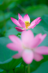 Obraz premium In the lotus pond with green leaves, beautiful lotus flowers are blooming in different postures.
