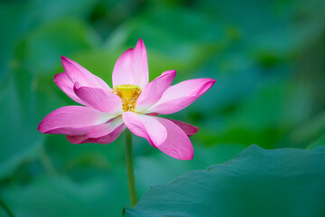 In the lotus pond with green leaves, beautiful lotus flowers are blooming in different postures.