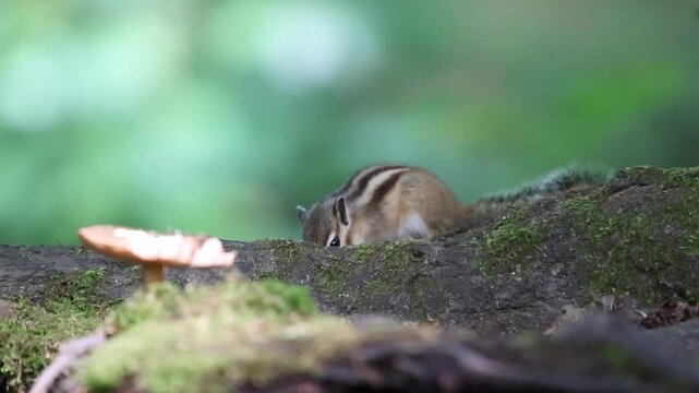 Small Siberian chipmunk pausing mid-meal, cheeks full and paws steady
