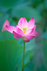 Obraz premium In the lotus pond with green leaves, beautiful lotus flowers are blooming in different postures.